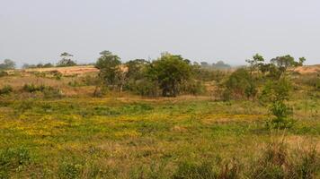 Savannah grassland landscape, hazy day, distant trees, potential development photo