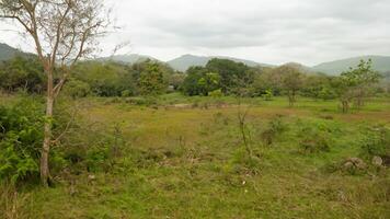 Tropical grassland, mountains backdrop, overcast photo