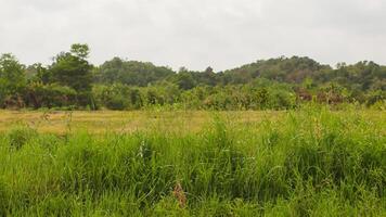 Lush green field, hills background, overcast sky, rural landscape photo