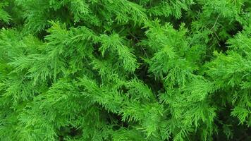 Lush green foliage texture, garden backdrop, website design photo