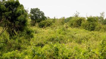 Overgrown field, rural landscape, cloudy sky, land neglect photo