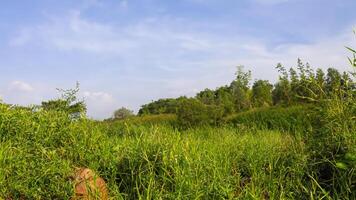Lush green meadow, trees, blue sky, sunny day, nature backdrop photo