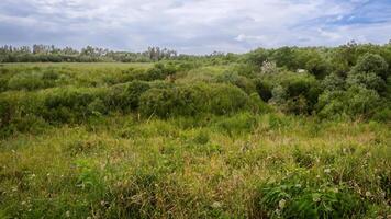 Lush green meadow landscape, overcast sky, distant trees, nature photography photo