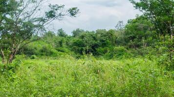 Lush green meadow, overgrown field, tropical forest background photo