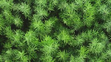 Aerial view of dense green shrubs, plantation background, nature texture photo