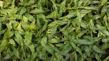 Dew-covered leaves, garden background, nature texture, website design photo