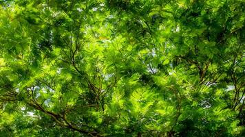 Lush green canopy, sunlight dappled, park background, nature backdrop photo