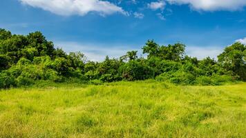 Lush green field, trees, blue sky, sunny day, nature photo