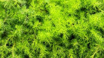 Lush green foliage texture, garden backdrop, vibrant plant, natural background, website design photo