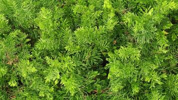 Lush green foliage texture, garden background, natural backdrop, design element photo