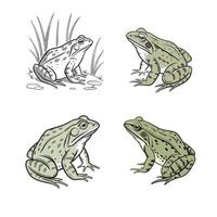 Set of Green Frog Illustrations vector