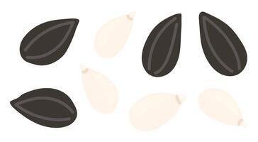 Sunflower seeds. Peeled and in shell grains. Nuts set. Vegan food ingredients. illustration isolated on white background vector