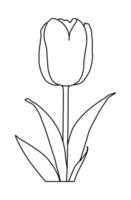 Sketch silhouette of spring flower tulip isolated on a white background vector