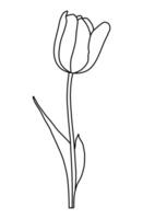 Sketch silhouette of spring flower tulip vector