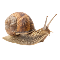 Side view of a snail, its elongated body extending as it slowly moves forward, emphasizing its natural grace png