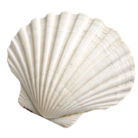 uma concha, levemente angulado, destacando Está simétrico contornos, suave branco matiz, e sutil texturizado padrões em a superfície png