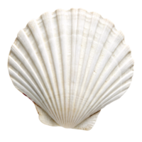 A pristine white scallop shell with evenly spaced ridges, radiating from the hinge to the edge, perfectly capturing natural elegance png
