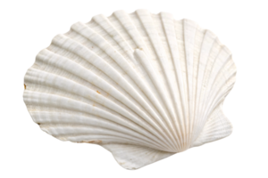 A white scallop seashell, detailed with natural ridges and a soft texture, symbolizing the beauty of marine life and coastal elements png