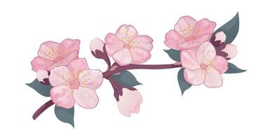 Elegant illustration of a sakura branch with delicate pink blossoms, isolated on a white background. Perfect for floral designs, branding, and decorative projects. vector