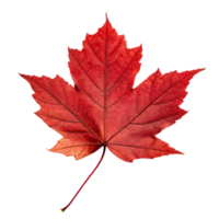 A maple leaf with a deep red hue and crisp, symmetrical edges, exuding autumnal charm png