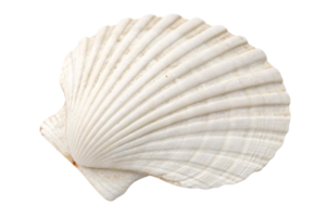 A white scallop shell with delicate ridges and a smooth texture, capturing the intricate beauty of marine life png