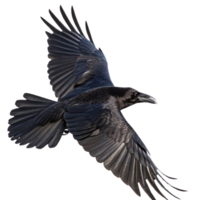 A crow in flight, angled slightly different, emphasizing powerful wing motion and a sharp, glossy black beak png