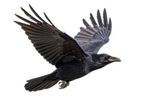 A majestic raven mid-flight, its glossy black feathers outstretched, showcasing impressive wingspan and sharp details png