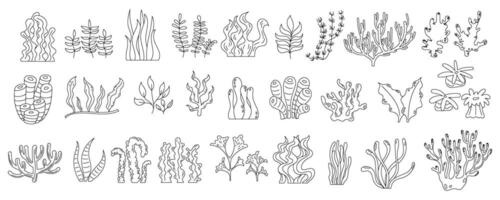 Detailed black and white seashells set. Diverse shells and conch underwater elements. Marine drawings isolated, ocean reef life and aquatic icons. Perfect for coloring activities. vector