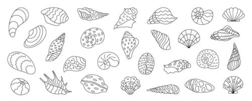 Detailed shells, coral, kelp in marine underwater setting. Ocean aquarium life, colorful seashells, isolated cute and vibrant elements. Starfish and clams also included. vector
