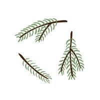 spruce pine branches on white background vector