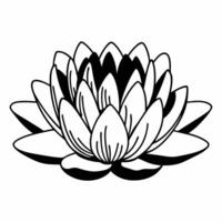 Flat Serene white lotus in bokeh pond concept as Close up of a white lotus flower emerging from soft bokeh water Camera slowly pans around the lotus revealing its delicate petals Square Square vector