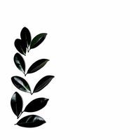 Glossy Leaves with Copy Space concept as Glossy green leaves arranged on a plain white background with significant copy space to the right The camera captures a straight on shot e Square Square vector