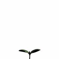 Glossy Seedling with Copy Space concept as A glossy seedling emerges from the soil on a plain white background leaving ample copy space above The camera captures a close up shot s Square Square vector