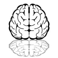 Glossy white brain outline concept as Wide shot of a glossy white brain outline on a reflective surface Camera slowly rotates around the brain highlighting its contours White bac Square Square vector