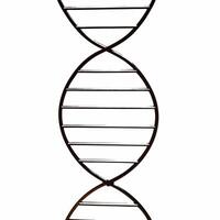 Integrity DNA helix with prediction base pairs concept as Close up of a DNA helix representing electoral integrity with base pairs showing poll predictions Camera slowly rotates a Square Square vector