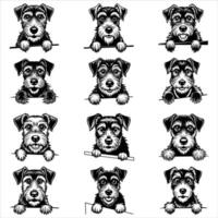 Welsh terrier dog head icon Black vector