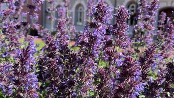 Macro shot of a bumblebee on purple flowers, with a blurred historical building in the background video