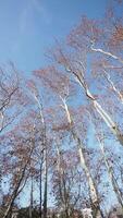 Tall trees reaching towards a clear blue sky in autumn video