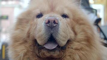 Charming chow chow enjoys a sunny day at the park video