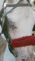 Close-up of a horse with a red accessory at a sunny location video
