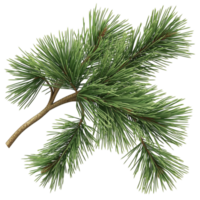 Fresh green pine tree branch with long sharp needles growing in clusters png
