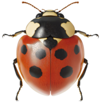Bright red ladybug with black spots and delicate legs resting on a smooth surface png