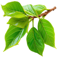 Fresh green leaves attached to a slender brown branch with a glossy surface and visible veins png