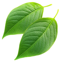 Fresh green leaves with a smooth texture and visible veins arranged in a natural overlapping pattern png