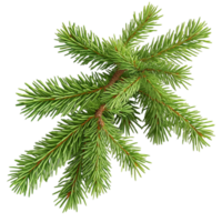 Pine branch symbolizing evergreen beauty natural ness and charm png