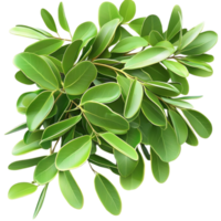 Fresh green moringa leaves with smooth surfaces and clustered growth in a natural pattern png