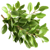 Fresh green moringa leaves with a vibrant color and smooth oval shape growing in clusters png
