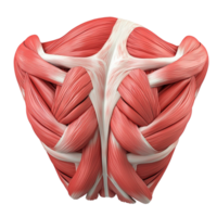 Anatomically detailed human muscle structure with a symmetrical and realistic appearance png