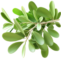 Lush green plant with thick ovalshaped leaves and a vibrant texture png