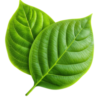 Fresh green leaves with a vibrant color and a smooth texture arranged in a beautiful pattern png